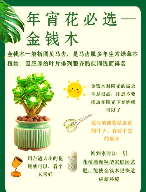 金钱木如何多爆侧芽(金钱木怎么爆芽)-第1张图片-多多自然网 金钱木如何多爆侧芽(金钱木怎么爆芽)-第1张图片-多多自然网