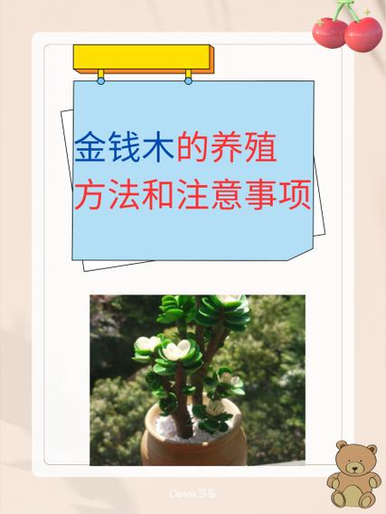金钱木如何多爆侧芽(金钱木怎么爆芽)-第3张图片-多多自然网 金钱木如何多爆侧芽(金钱木怎么爆芽)-第3张图片-多多自然网