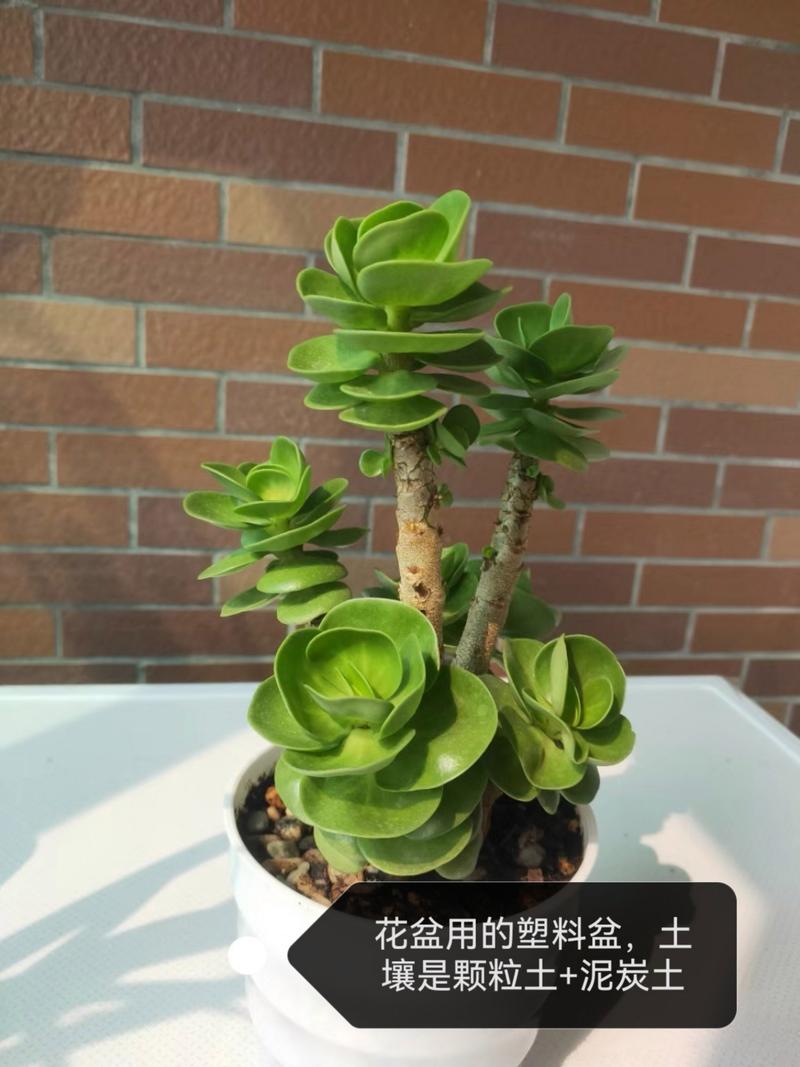 金钱木如何多爆侧芽(金钱木怎么爆芽)-第5张图片-多多自然网 金钱木如何多爆侧芽(金钱木怎么爆芽)-第5张图片-多多自然网