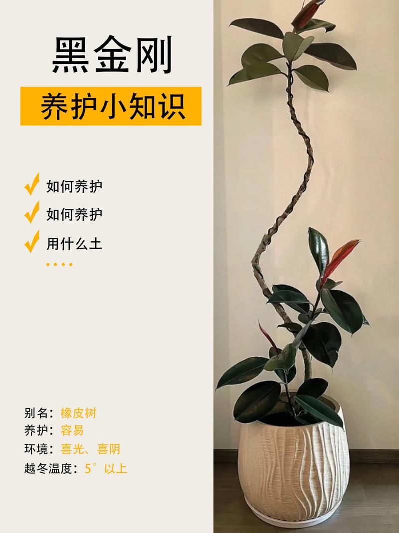 橡皮树怎么养长得快(橡皮树怎么养才能长得旺盛)-第2张图片-多多自然网 橡皮树怎么养长得快(橡皮树怎么养才能长得旺盛)-第2张图片-多多自然网