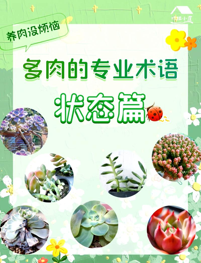 春之奇迹怎么养爆盆(春之换奇迹水功效)-第3张图片-多多自然网 春之奇迹怎么养爆盆(春之换奇迹水功效)-第3张图片-多多自然网