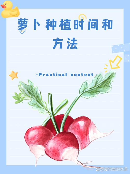 种萝卜的时间(种萝卜的时间和方法)-第3张图片-多多自然网 种萝卜的时间(种萝卜的时间和方法)-第3张图片-多多自然网