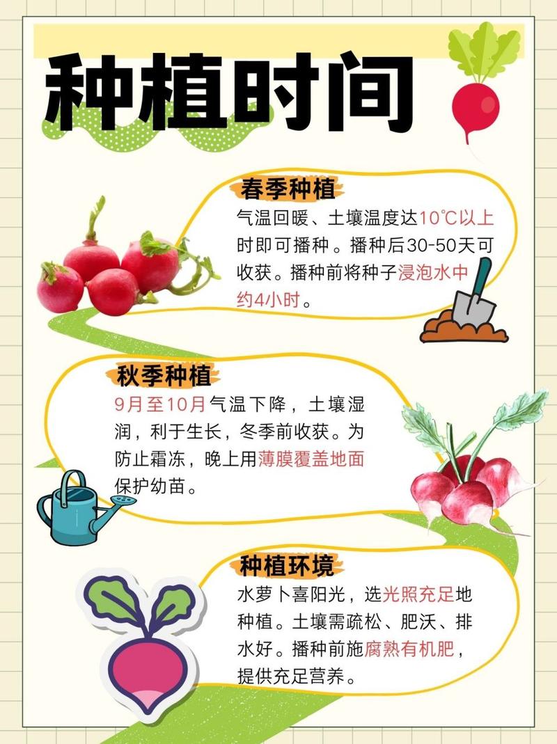 种萝卜的时间(种萝卜的时间和方法)-第5张图片-多多自然网 种萝卜的时间(种萝卜的时间和方法)-第5张图片-多多自然网