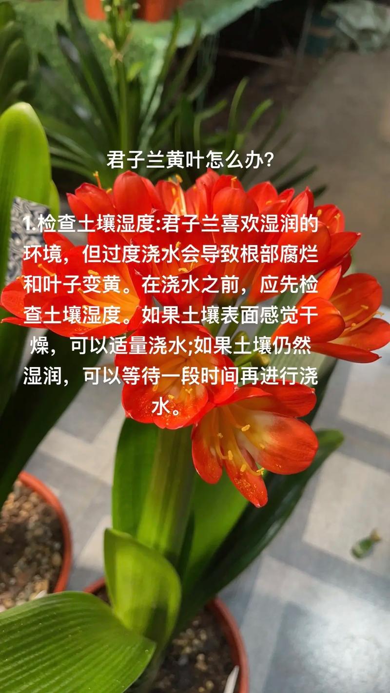 君子兰怎么养比较好(君子兰怎么养比较好的方法)-第1张图片-多多自然网 君子兰怎么养比较好(君子兰怎么养比较好的方法)-第1张图片-多多自然网