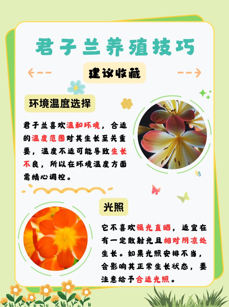 君子兰怎么养比较好(君子兰怎么养比较好的方法)-第3张图片-多多自然网 君子兰怎么养比较好(君子兰怎么养比较好的方法)-第3张图片-多多自然网