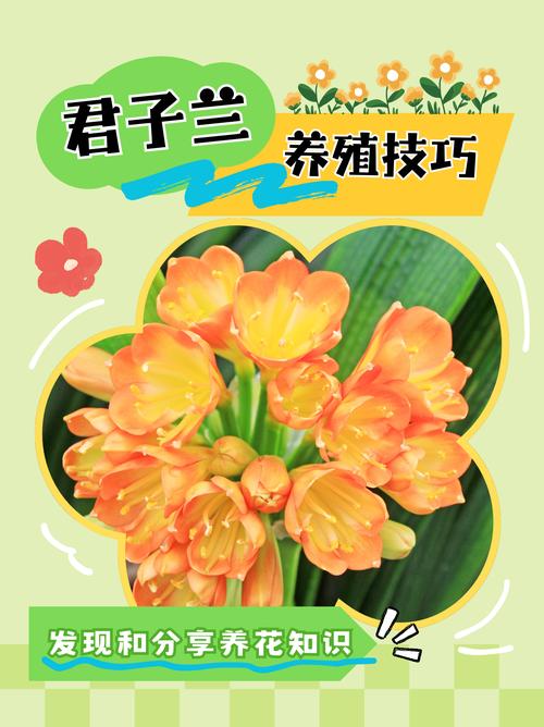 君子兰怎么养比较好(君子兰怎么养比较好的方法)-第6张图片-多多自然网 君子兰怎么养比较好(君子兰怎么养比较好的方法)-第6张图片-多多自然网