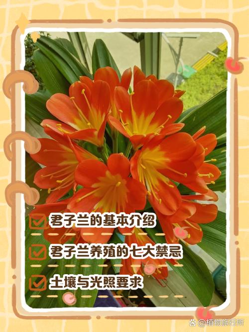 君子兰怎么养比较好(君子兰怎么养比较好的方法)-第7张图片-多多自然网 君子兰怎么养比较好(君子兰怎么养比较好的方法)-第7张图片-多多自然网