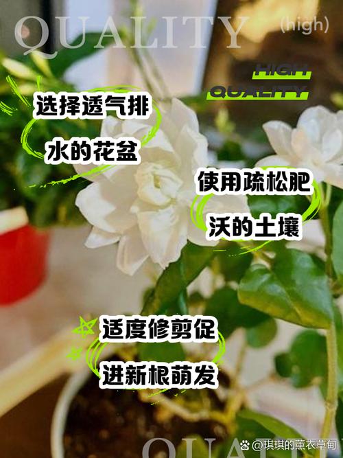 茉莉怎么换盆(茉莉怎么换盆换土)-第2张图片-多多自然网 茉莉怎么换盆(茉莉怎么换盆换土)-第2张图片-多多自然网