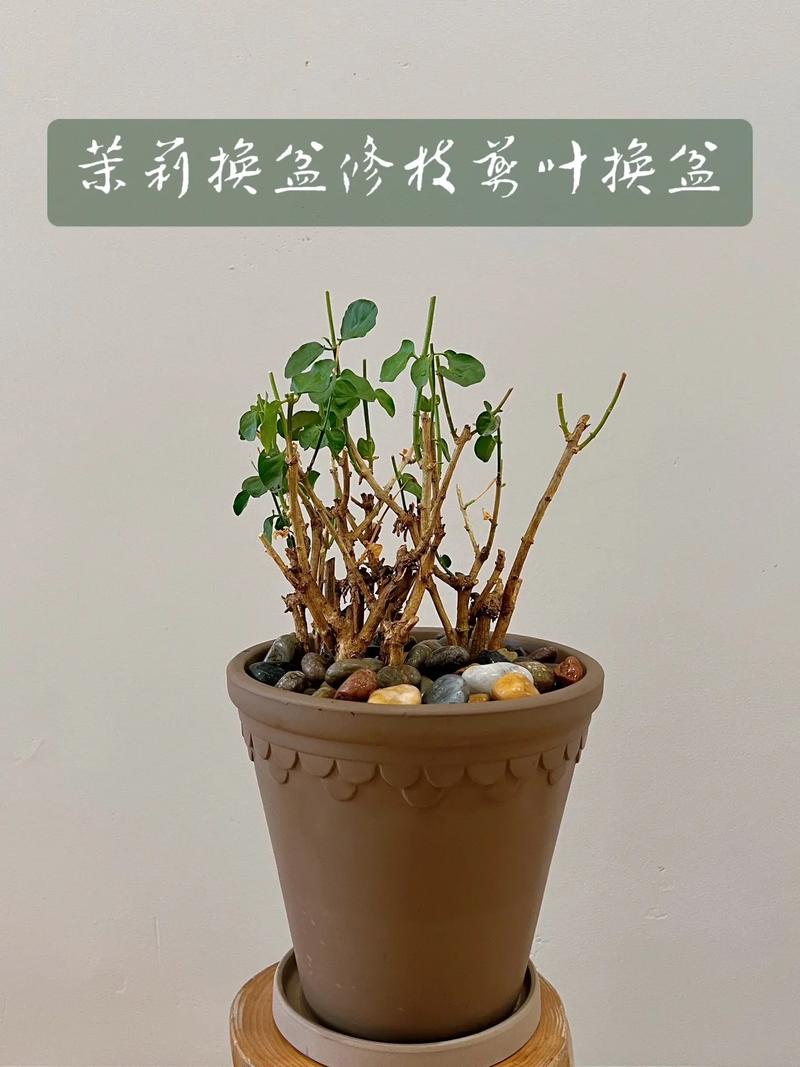 茉莉怎么换盆(茉莉怎么换盆换土)-第4张图片-多多自然网 茉莉怎么换盆(茉莉怎么换盆换土)-第4张图片-多多自然网