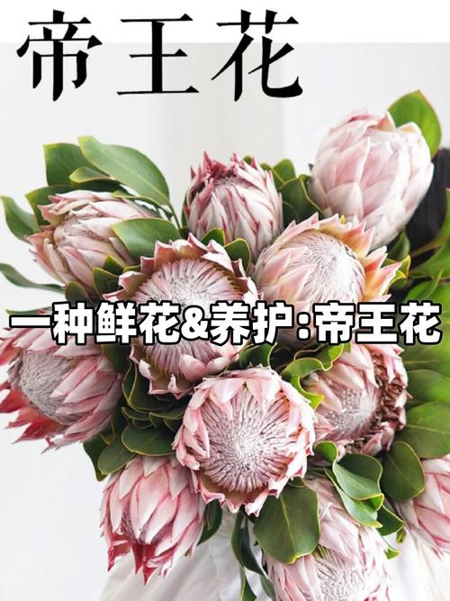 帝王花种子怎么种（帝王花的种子）-第2张图片-多多自然网