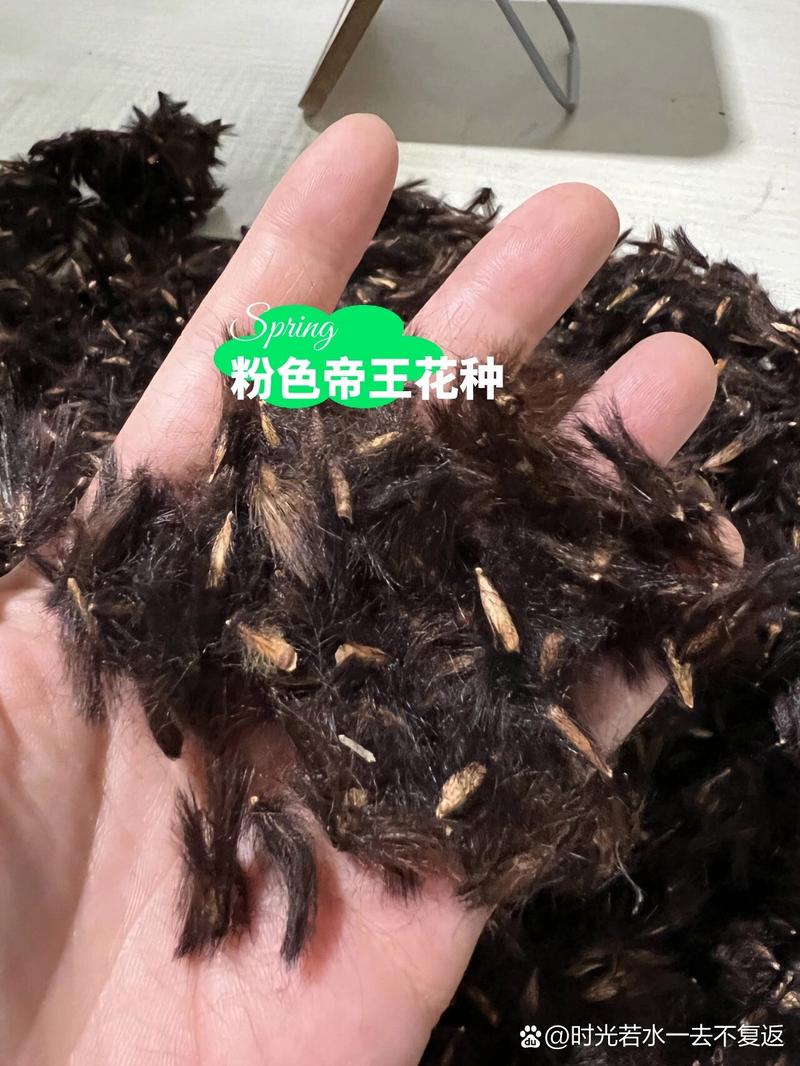 帝王花种子怎么种（帝王花的种子）-第3张图片-多多自然网