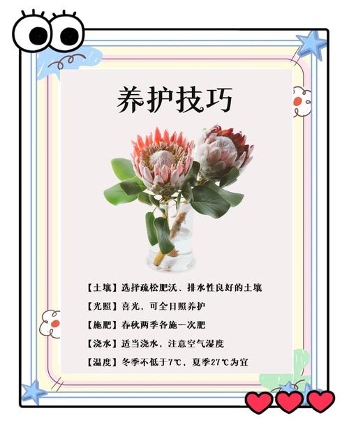 帝王花种子怎么种（帝王花的种子）-第4张图片-多多自然网