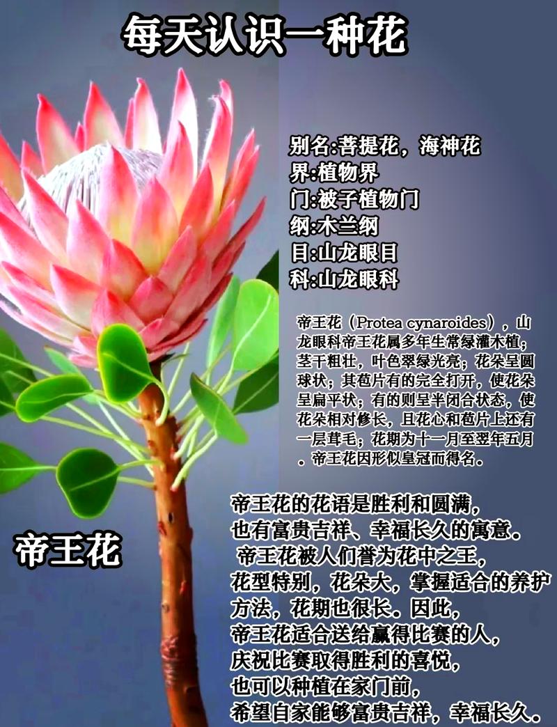 帝王花种子怎么种（帝王花的种子）-第5张图片-多多自然网