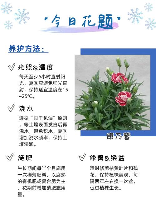康乃馨的养殖方法和注意事项(康乃馨花怎么养才不会枯萎)-第2张图片-多多自然网 康乃馨的养殖方法和注意事项(康乃馨花怎么养才不会枯萎)-第2张图片-多多自然网