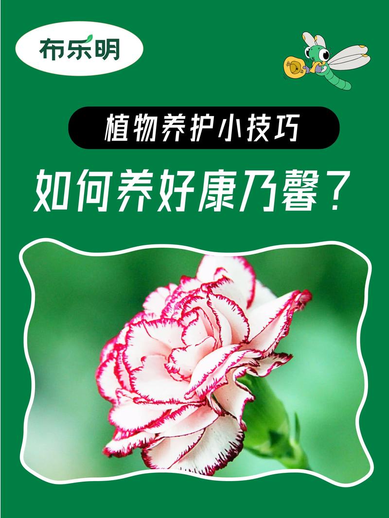 康乃馨的养殖方法和注意事项(康乃馨花怎么养才不会枯萎)-第4张图片-多多自然网 康乃馨的养殖方法和注意事项(康乃馨花怎么养才不会枯萎)-第4张图片-多多自然网