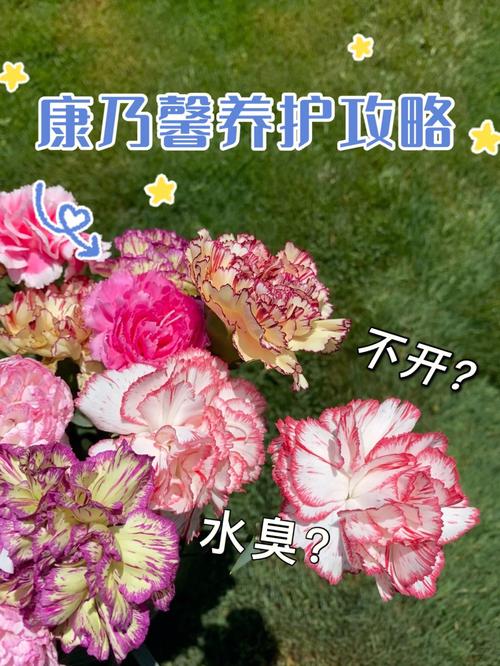 康乃馨的养殖方法和注意事项(康乃馨花怎么养才不会枯萎)-第8张图片-多多自然网 康乃馨的养殖方法和注意事项(康乃馨花怎么养才不会枯萎)-第8张图片-多多自然网