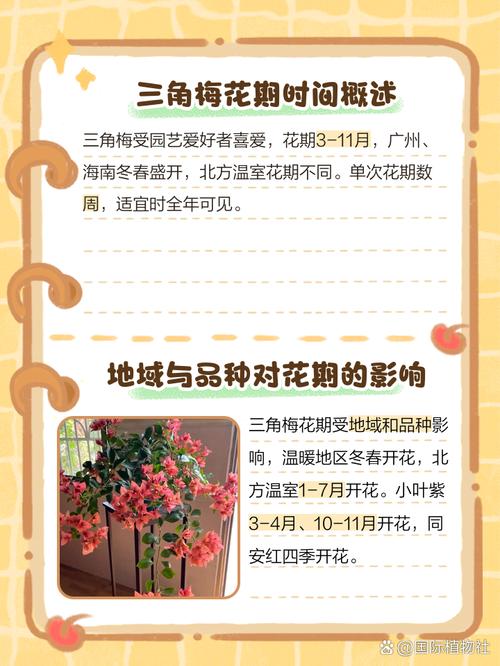 三角梅的花期怎么延长(1三角梅开花怎样延长时间)-第2张图片-多多自然网 三角梅的花期怎么延长(1三角梅开花怎样延长时间)-第2张图片-多多自然网