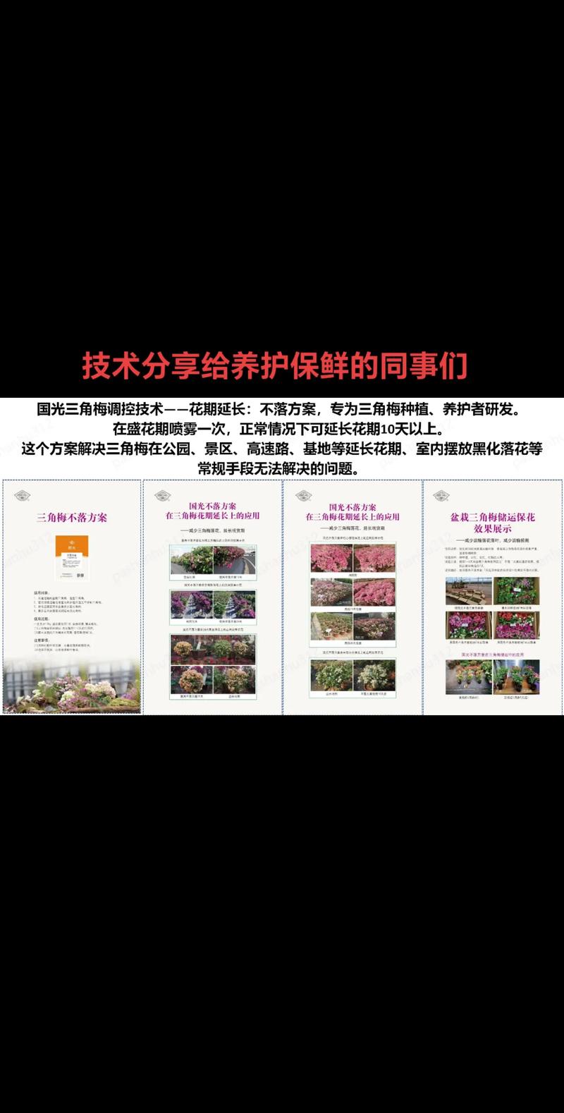 三角梅的花期怎么延长(1三角梅开花怎样延长时间)-第4张图片-多多自然网 三角梅的花期怎么延长(1三角梅开花怎样延长时间)-第4张图片-多多自然网