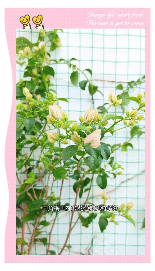 三角梅的花期怎么延长(1三角梅开花怎样延长时间)-第5张图片-多多自然网 三角梅的花期怎么延长(1三角梅开花怎样延长时间)-第5张图片-多多自然网
