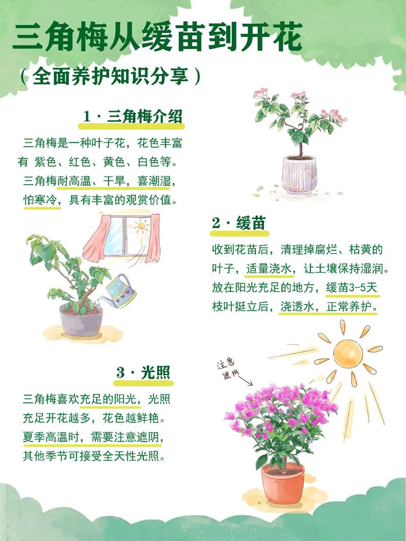 三角梅的花期怎么延长(1三角梅开花怎样延长时间)-第6张图片-多多自然网 三角梅的花期怎么延长(1三角梅开花怎样延长时间)-第6张图片-多多自然网