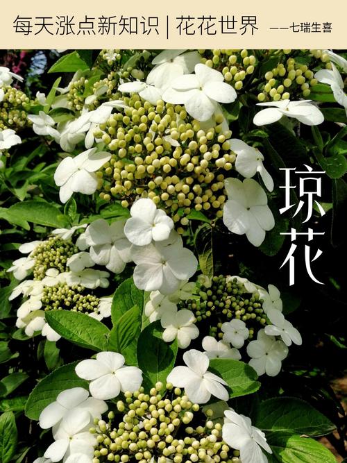 琼花怎么嫁接（琼花可以扦插繁殖吗）-第2张图片-多多自然网
