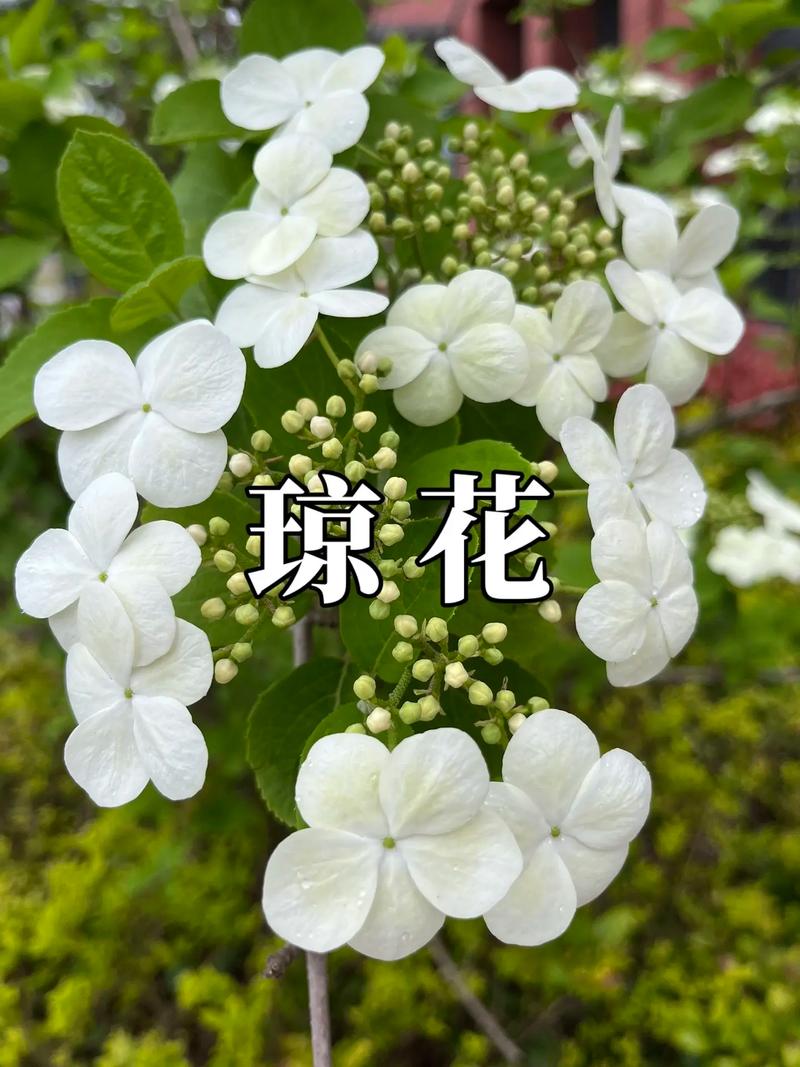 琼花怎么嫁接（琼花可以扦插繁殖吗）-第5张图片-多多自然网