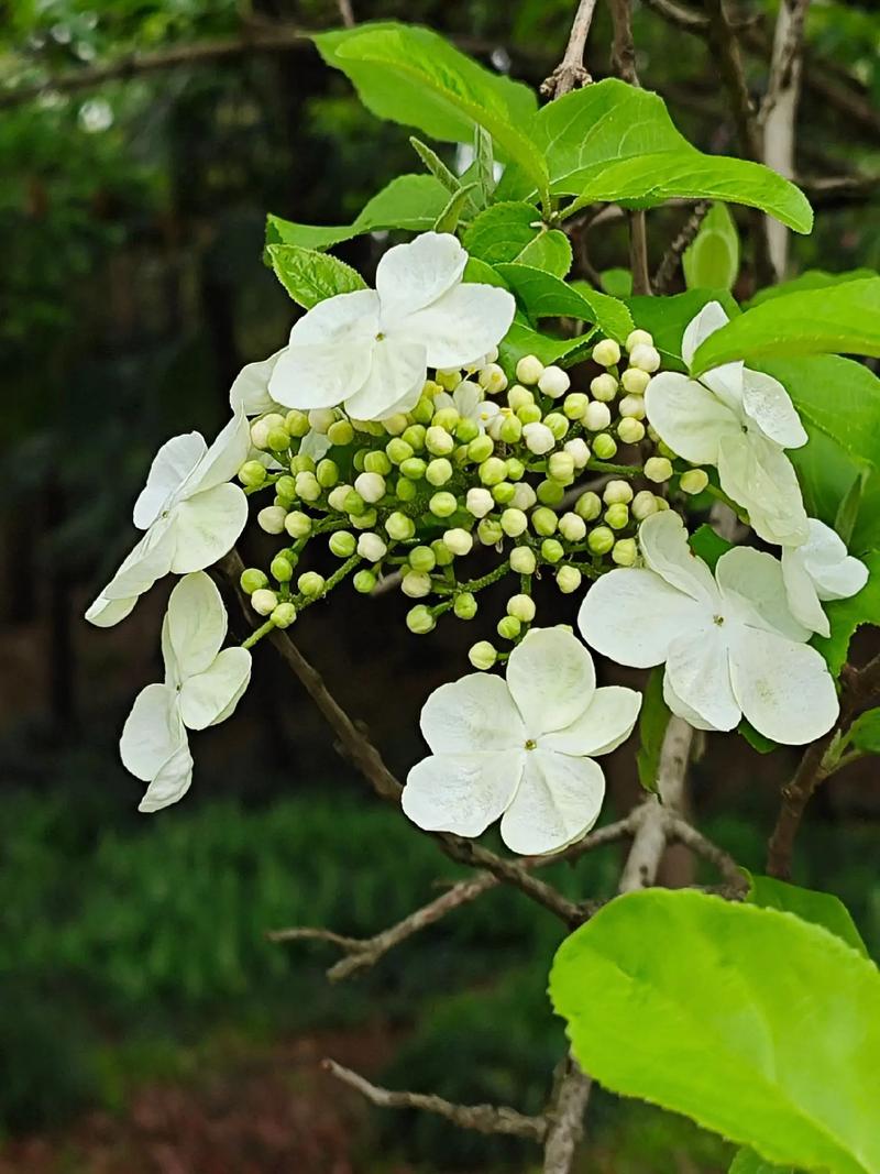 琼花怎么嫁接（琼花可以扦插繁殖吗）-第7张图片-多多自然网