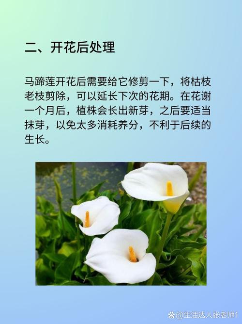 马蹄莲怎么修剪(马蹄莲怎样修剪)-第2张图片-多多自然网 马蹄莲怎么修剪(马蹄莲怎样修剪)-第2张图片-多多自然网