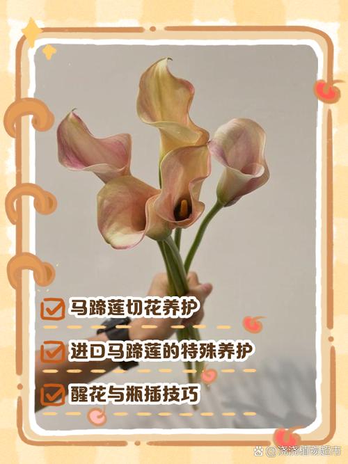 马蹄莲怎么修剪(马蹄莲怎样修剪)-第4张图片-多多自然网 马蹄莲怎么修剪(马蹄莲怎样修剪)-第4张图片-多多自然网