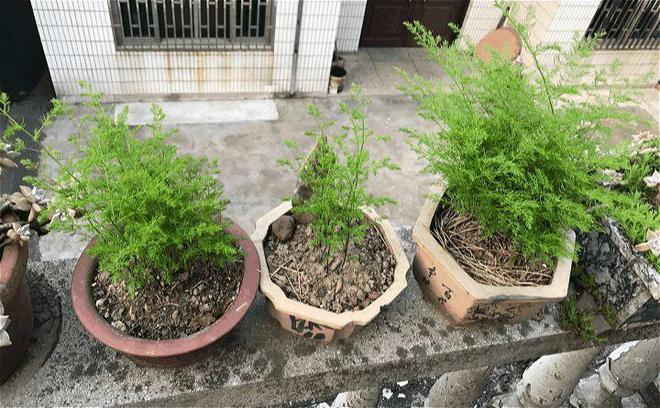 文竹一养就10年(文竹养多少年可以淘汰)-第2张图片-多多自然网 文竹一养就10年(文竹养多少年可以淘汰)-第2张图片-多多自然网