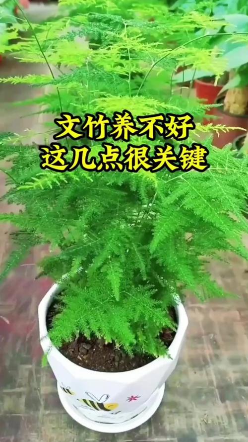 文竹一养就10年(文竹养多少年可以淘汰)-第4张图片-多多自然网 文竹一养就10年(文竹养多少年可以淘汰)-第4张图片-多多自然网