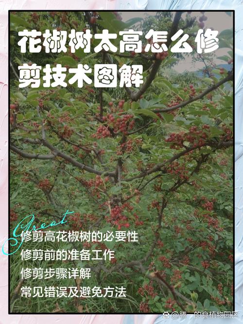 小花椒树怎样修剪(花椒树怎样修剪视频)-第2张图片-多多自然网 小花椒树怎样修剪(花椒树怎样修剪视频)-第2张图片-多多自然网