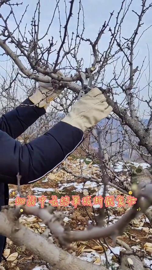 小花椒树怎样修剪(花椒树怎样修剪视频)-第5张图片-多多自然网 小花椒树怎样修剪(花椒树怎样修剪视频)-第5张图片-多多自然网