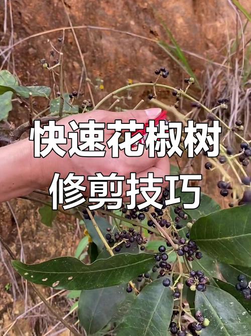 小花椒树怎样修剪(花椒树怎样修剪视频)-第6张图片-多多自然网 小花椒树怎样修剪(花椒树怎样修剪视频)-第6张图片-多多自然网