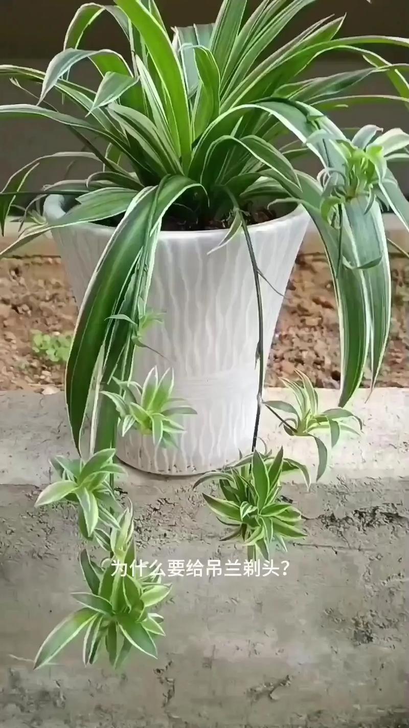 吊兰春天这么养(吊兰春季怎么修剪)-第3张图片-多多自然网 吊兰春天这么养(吊兰春季怎么修剪)-第3张图片-多多自然网