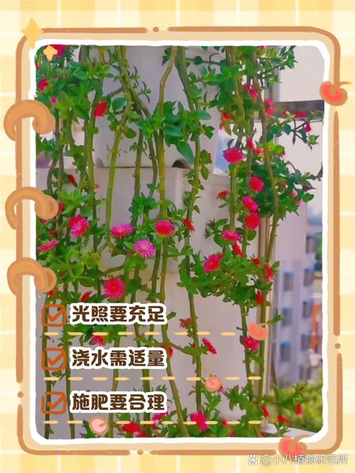 吊兰春天这么养(吊兰春季怎么修剪)-第4张图片-多多自然网 吊兰春天这么养(吊兰春季怎么修剪)-第4张图片-多多自然网