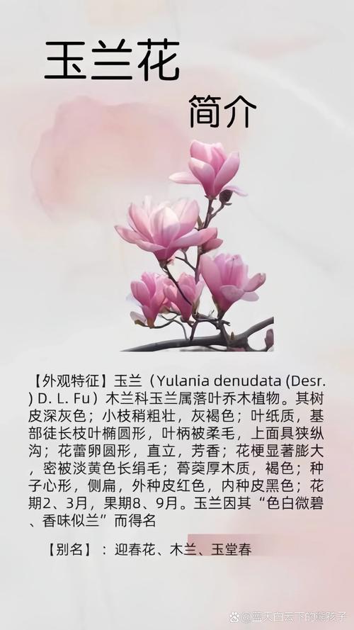 木兰花秋天怎么养(木兰秋天能开花吗)-第3张图片-多多自然网 木兰花秋天怎么养(木兰秋天能开花吗)-第3张图片-多多自然网