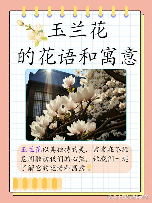木兰花秋天怎么养(木兰秋天能开花吗)-第7张图片-多多自然网 木兰花秋天怎么养(木兰秋天能开花吗)-第7张图片-多多自然网