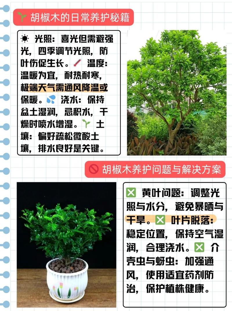 胡椒木的繁殖方法（胡椒木的繁殖方法有哪些）-第2张图片-多多自然网