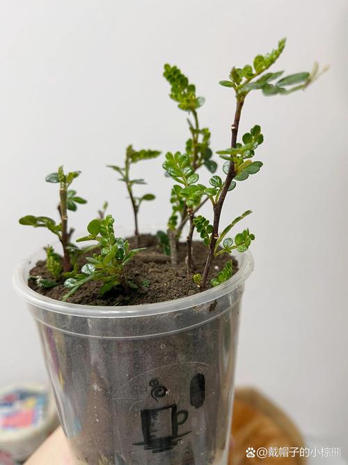胡椒木的繁殖方法（胡椒木的繁殖方法有哪些）-第5张图片-多多自然网