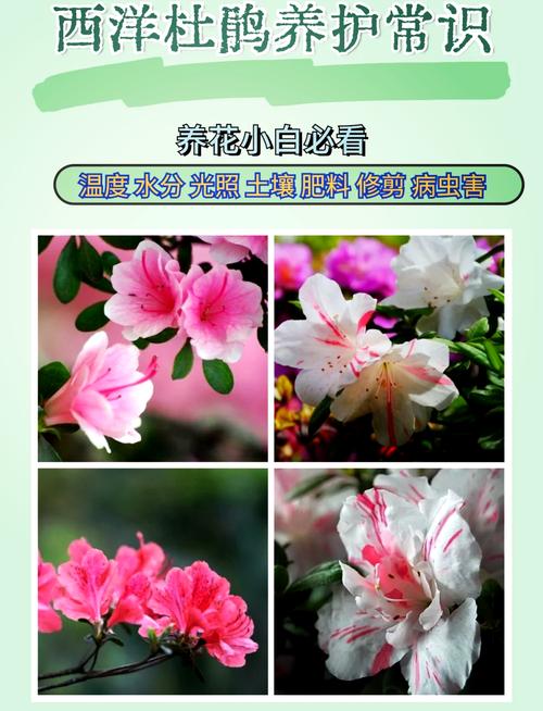 西洋鹃开花前后怎么办（西洋鹃不开花怎么办）-第2张图片-多多自然网