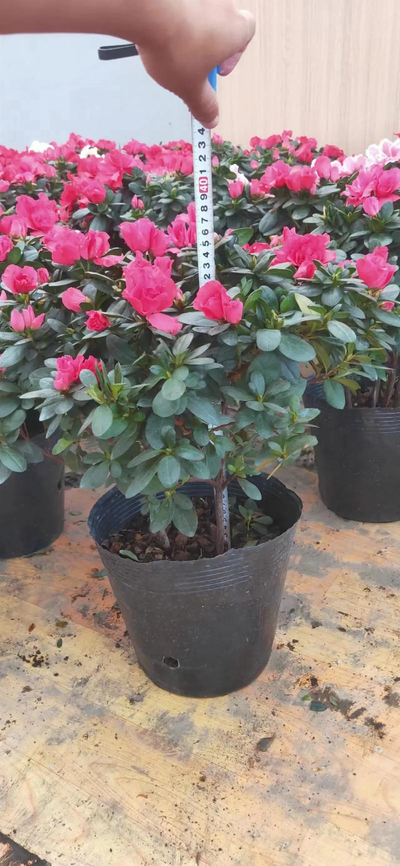 西洋鹃开花前后怎么办（西洋鹃不开花怎么办）-第3张图片-多多自然网