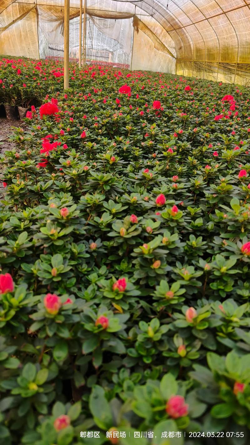 西洋鹃开花前后怎么办（西洋鹃不开花怎么办）-第4张图片-多多自然网