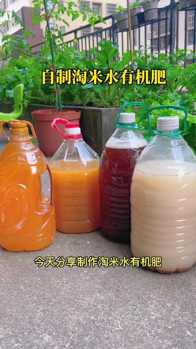 淘米水花肥的制作方法(淘米水肥料制作)-第6张图片-多多自然网 淘米水花肥的制作方法(淘米水肥料制作)-第6张图片-多多自然网