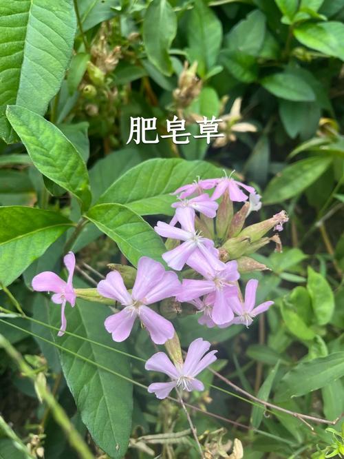 肥皂草的繁殖方式（肥皂草什么时候开花）-第4张图片-多多自然网