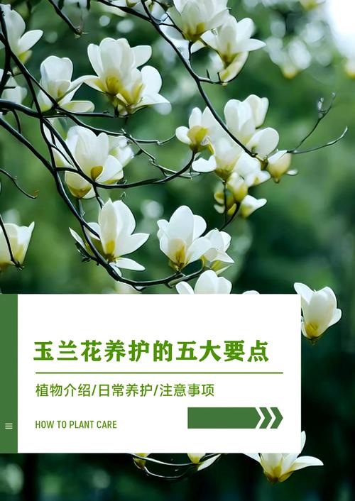 玉兰怎么浇水(玉兰怎么浇水施肥)-第4张图片-多多自然网 玉兰怎么浇水(玉兰怎么浇水施肥)-第4张图片-多多自然网