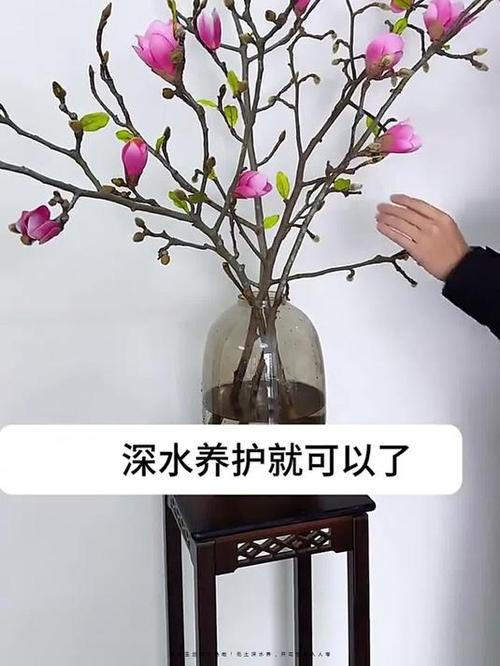 玉兰怎么浇水(玉兰怎么浇水施肥)-第5张图片-多多自然网 玉兰怎么浇水(玉兰怎么浇水施肥)-第5张图片-多多自然网