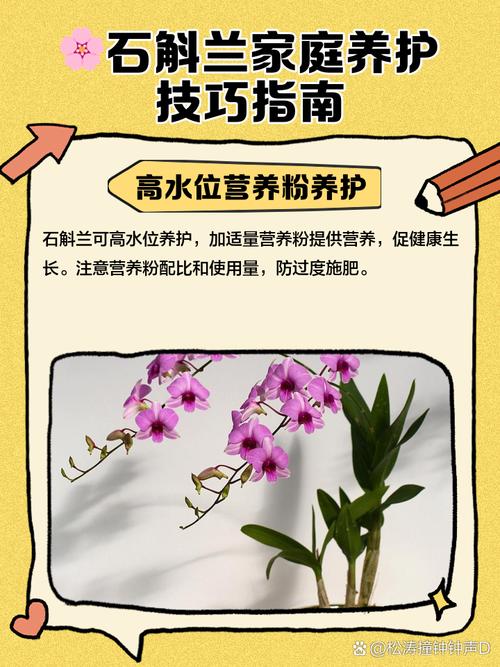 石斛兰如何施肥(石斛兰如何施肥视频)-第1张图片-多多自然网 石斛兰如何施肥(石斛兰如何施肥视频)-第1张图片-多多自然网
