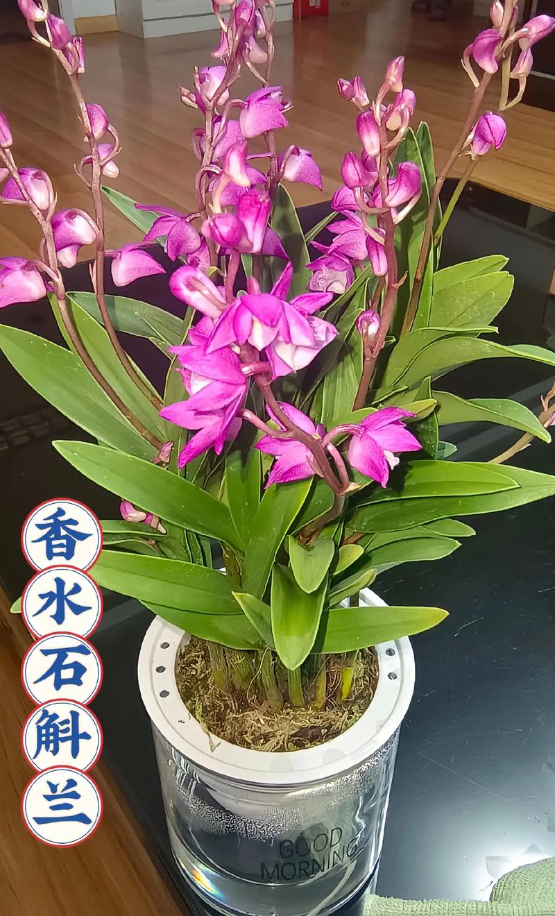 石斛兰如何施肥(石斛兰如何施肥视频)-第2张图片-多多自然网 石斛兰如何施肥(石斛兰如何施肥视频)-第2张图片-多多自然网