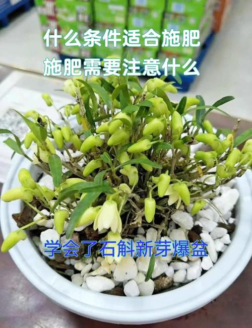 石斛兰如何施肥(石斛兰如何施肥视频)-第7张图片-多多自然网 石斛兰如何施肥(石斛兰如何施肥视频)-第7张图片-多多自然网